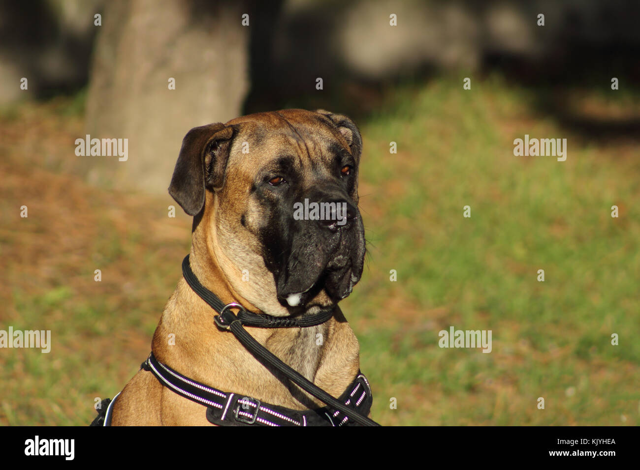 Ritratto di un cane corso cane gara con gli occhi e la bocca riempita con sbavature Foto Stock