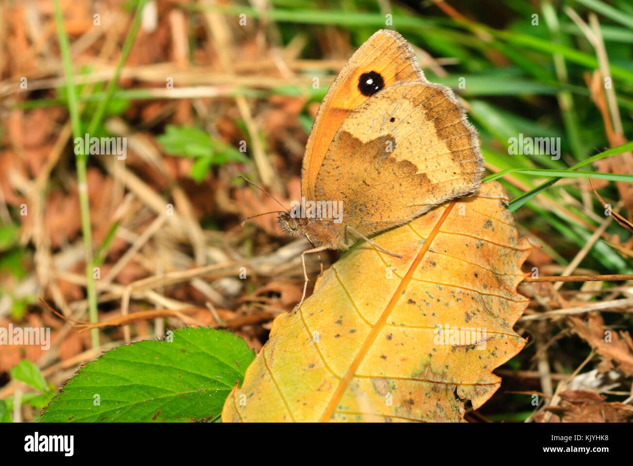 Maniola jurtina, il prato brown butterfly, è mimetizzata mentre poggia su una foglia caduta Foto Stock