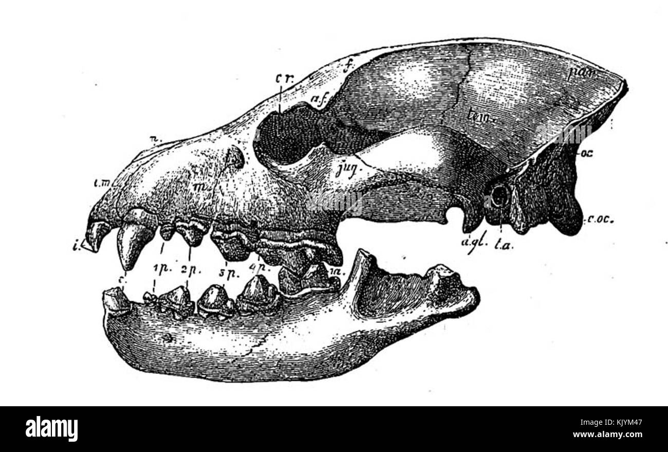 Hyaena eximia testa Foto Stock
