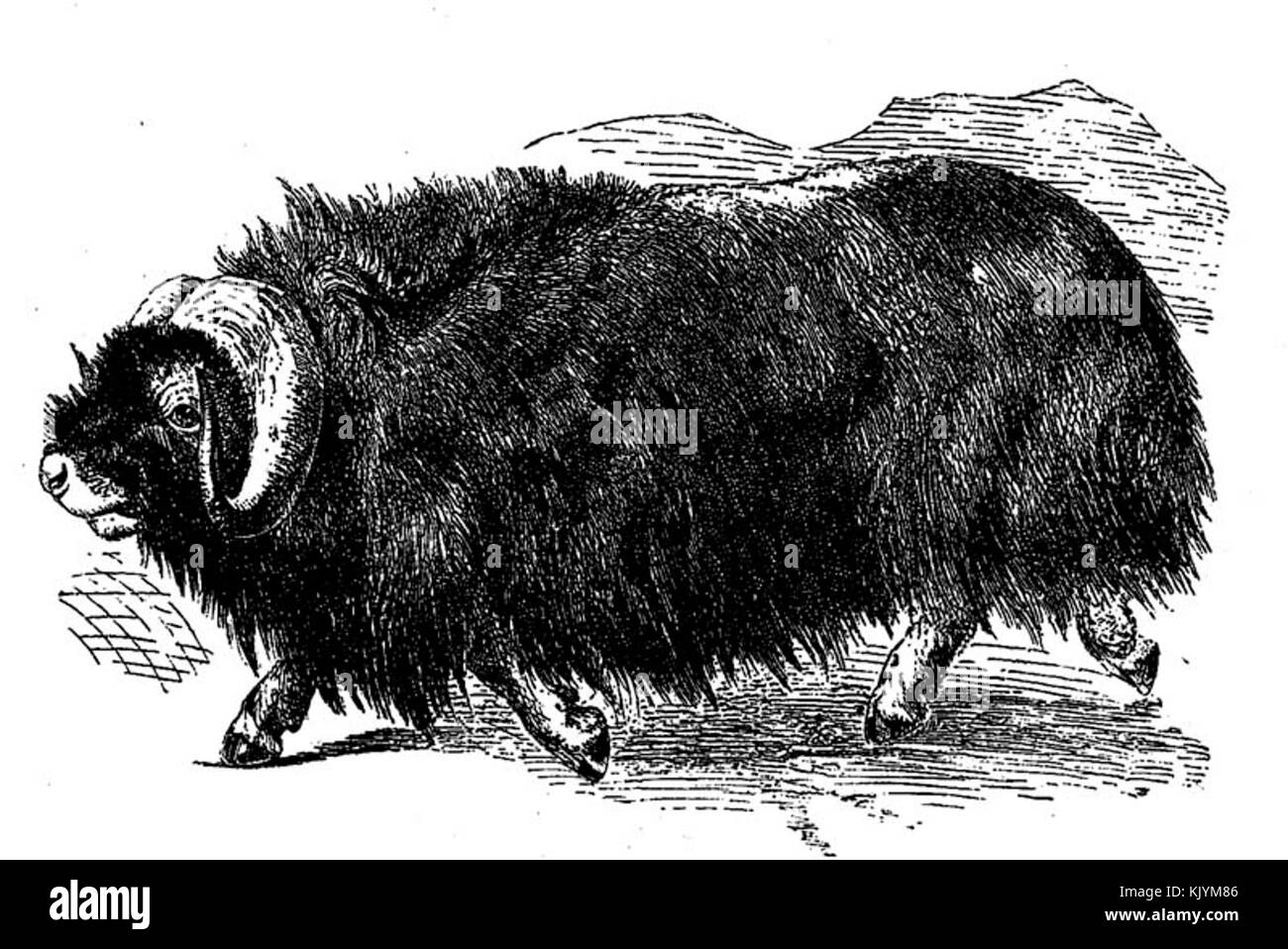 Ovibos moschatus illustrazione Foto Stock