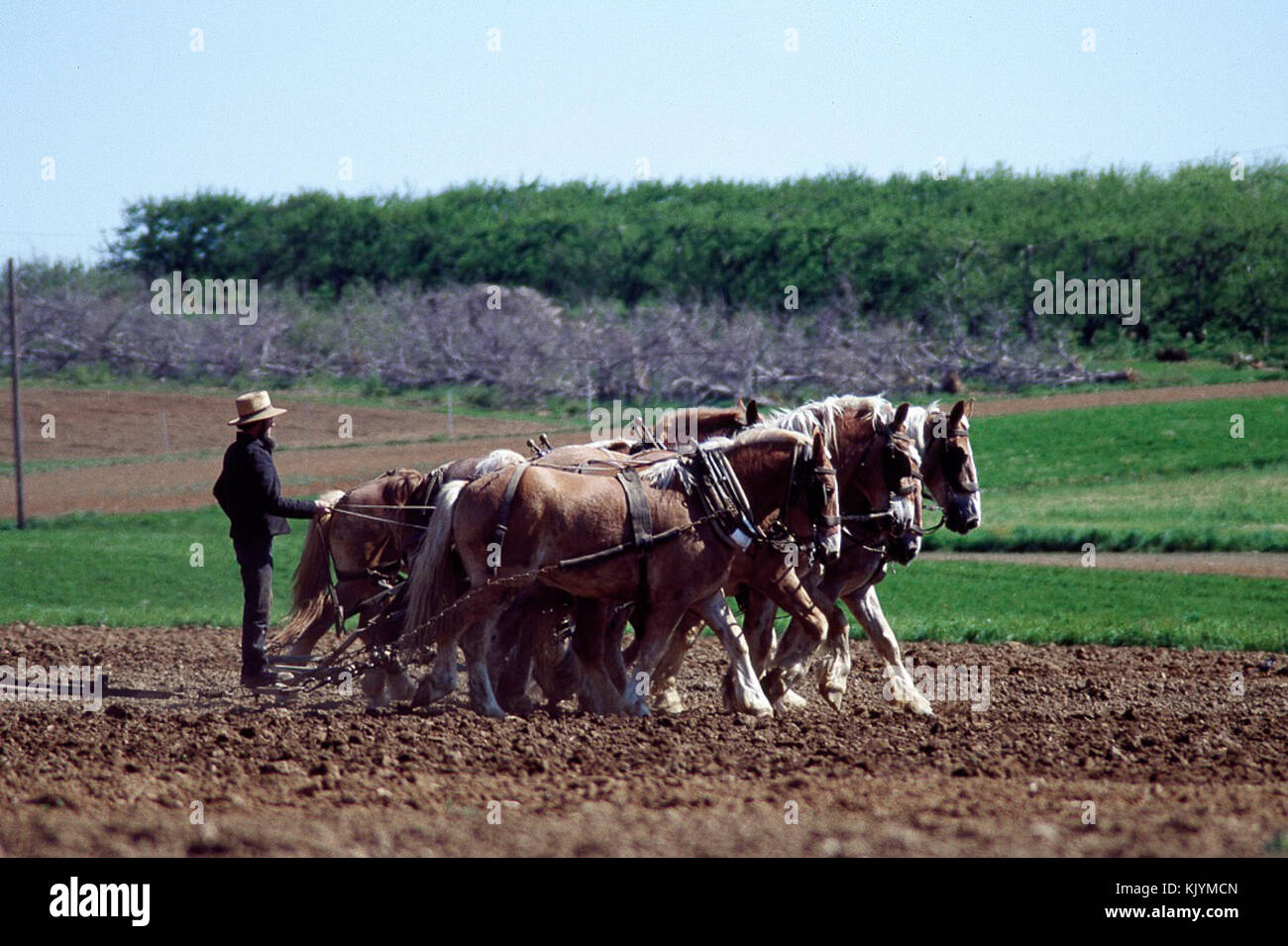 L'agricoltore Amish e il suo team di progetto di cavalli 16028V Foto Stock