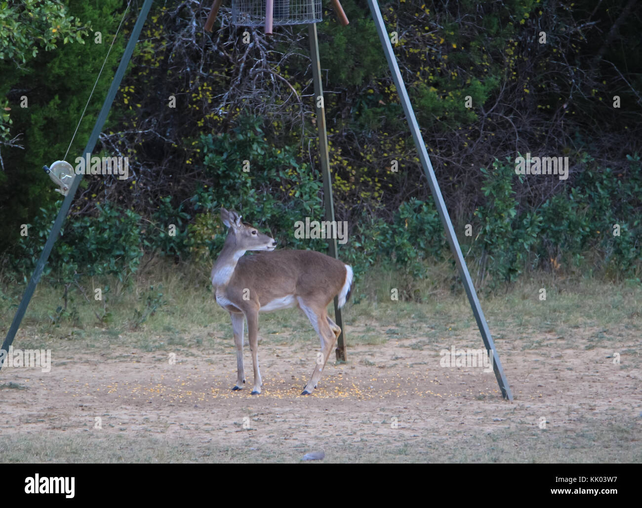 Deer in piedi sotto l'alimentatore Foto Stock