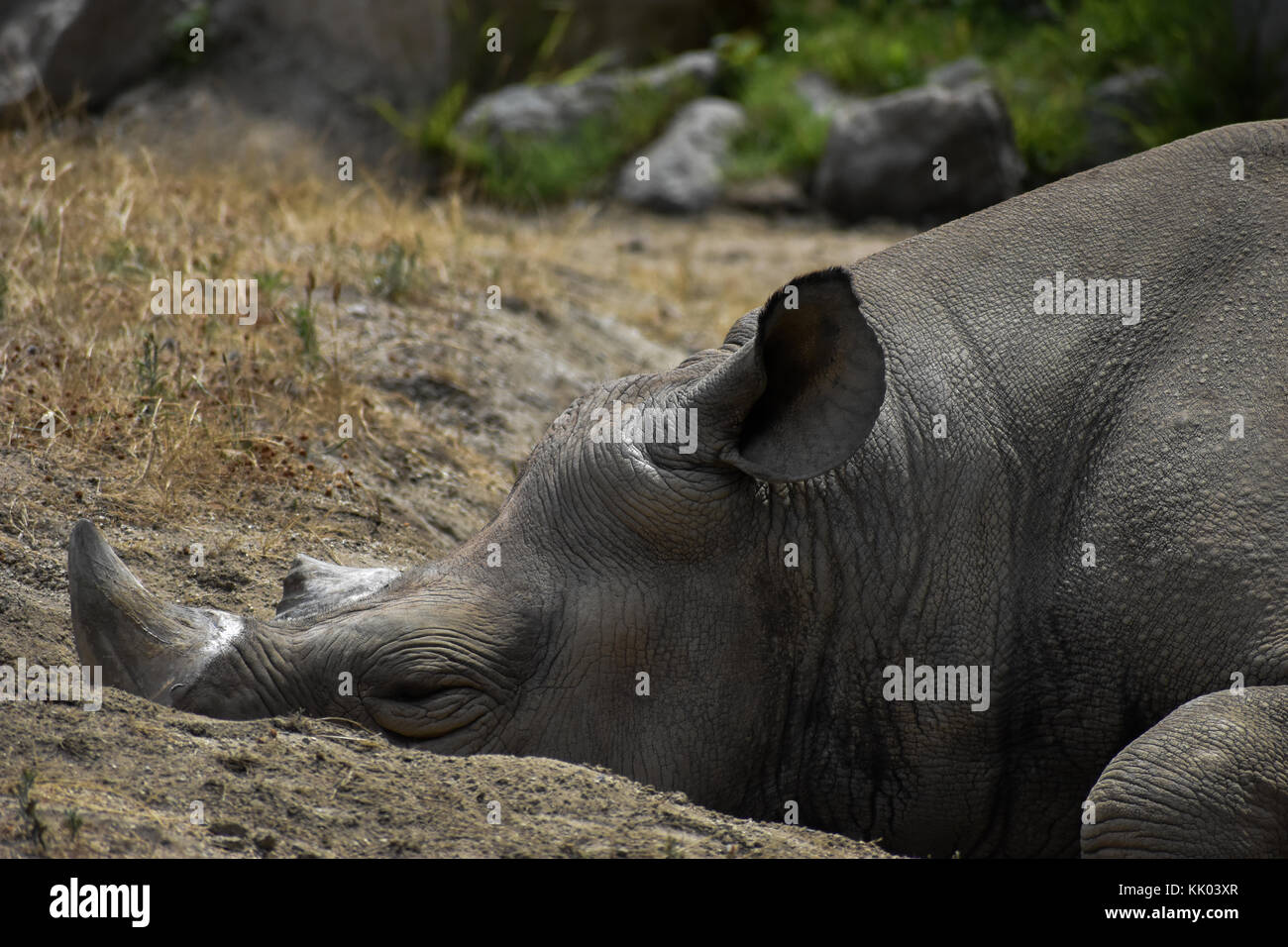 Sleeping rhino Foto Stock