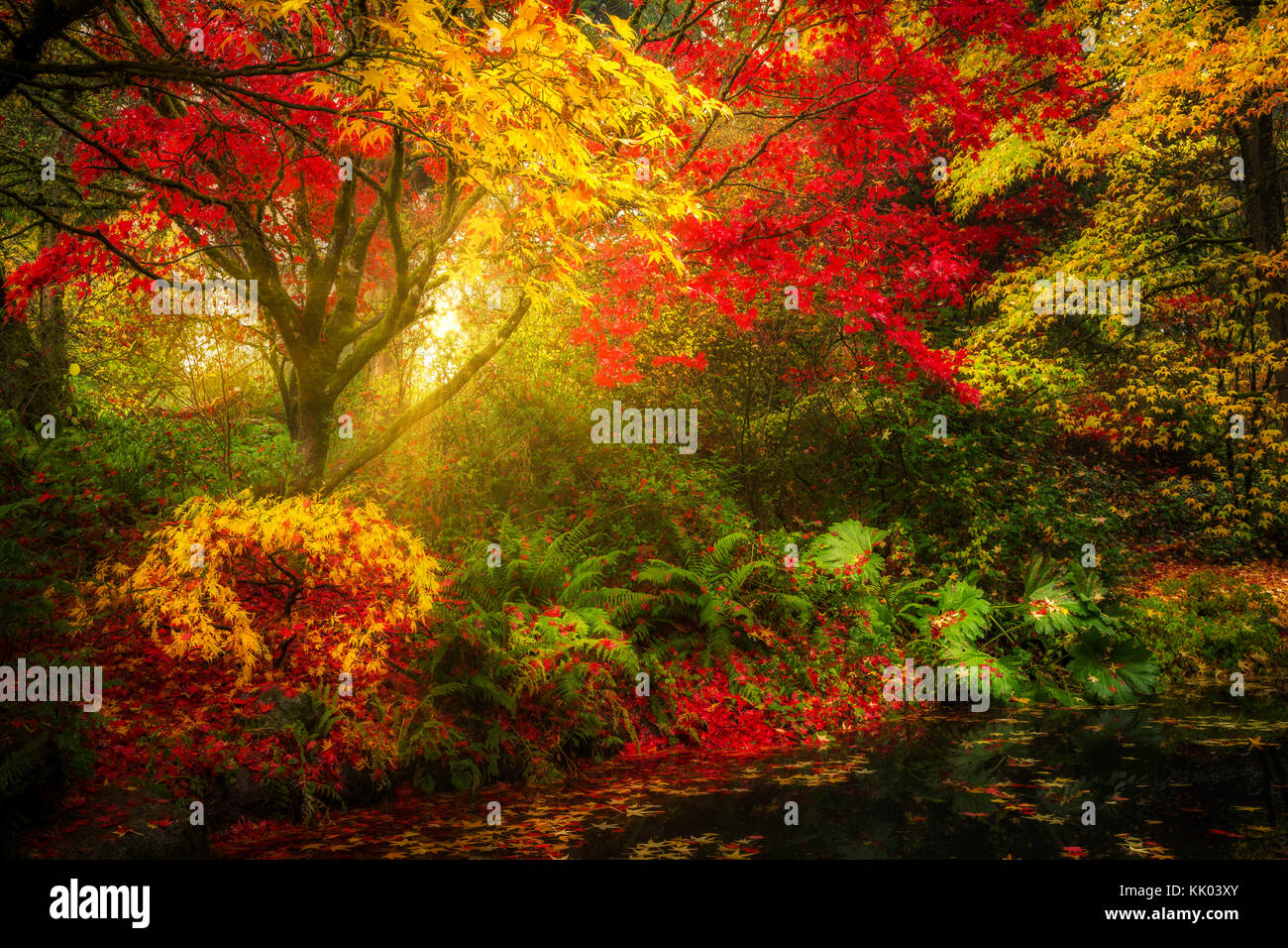 Trasognata caduta delle foglie del paesaggio in Seattle Washington Park Arboretum giardino botanico Foto Stock