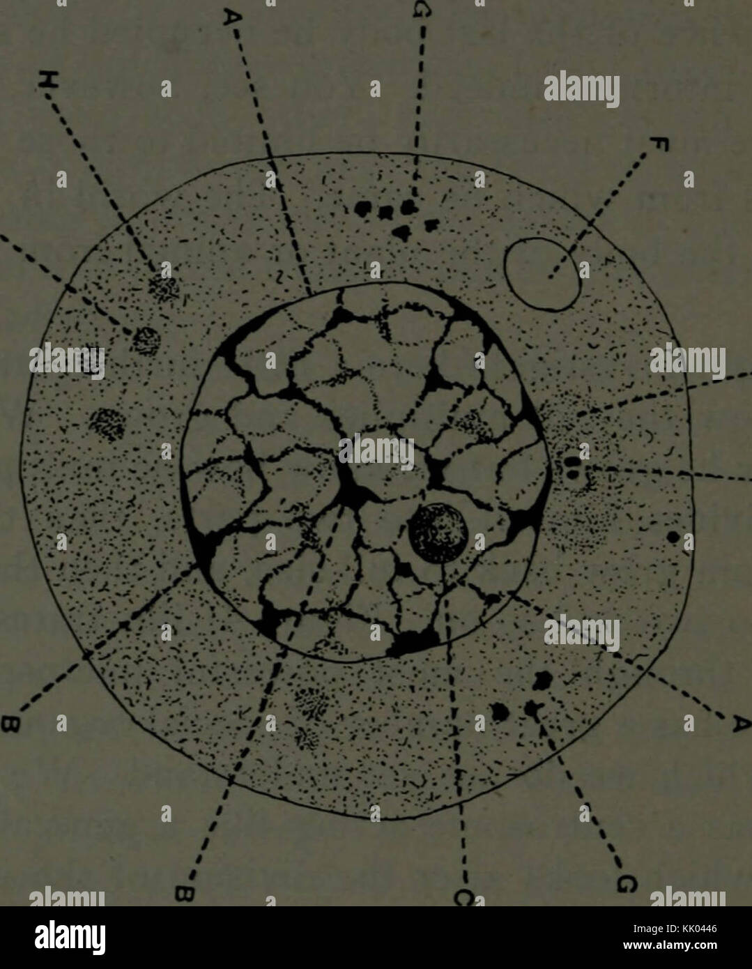 Intelligenza di cella; la causa della crescita, ereditarietà e azioni istintiva, che illustra il fatto che la cellula è un cosciente e intelligente, e, a motivo della stessa, progetta e realizza tutte le piante e gli animali nella stessa maniera che l uomo costruisce case, ferrovie e di altre strutture Foto Stock