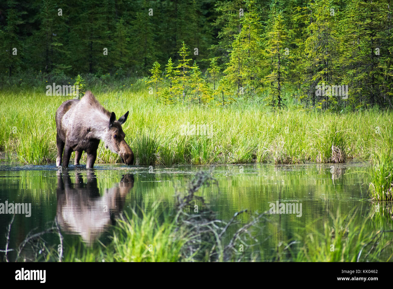 Madre di alci che bere in un lago in Alaska Foto Stock