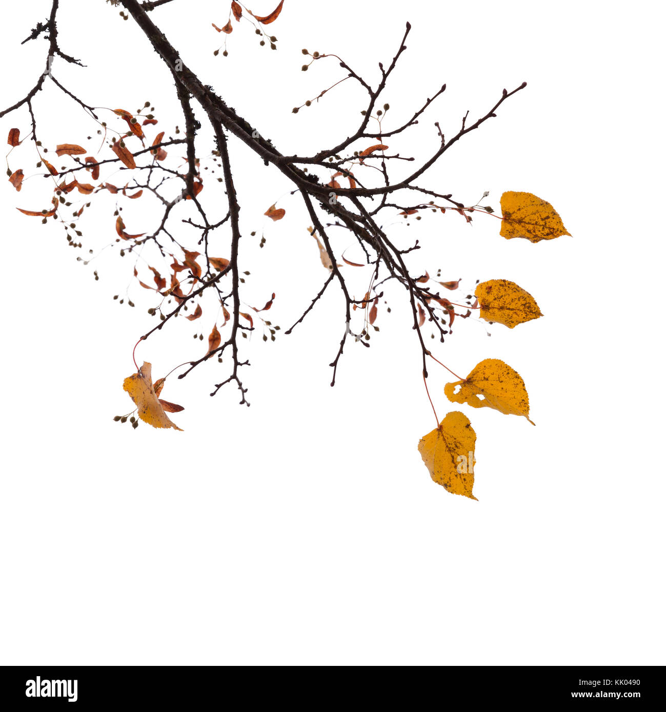 Giallo di foglie di albero isolato su sfondo bianco, autunno foto naturali. closeup square shot con il fuoco selettivo Foto Stock