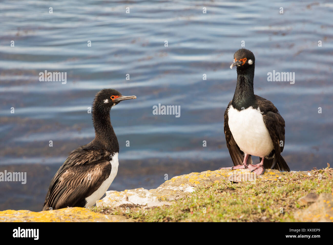 Rock cormorani sul saunders Foto Stock