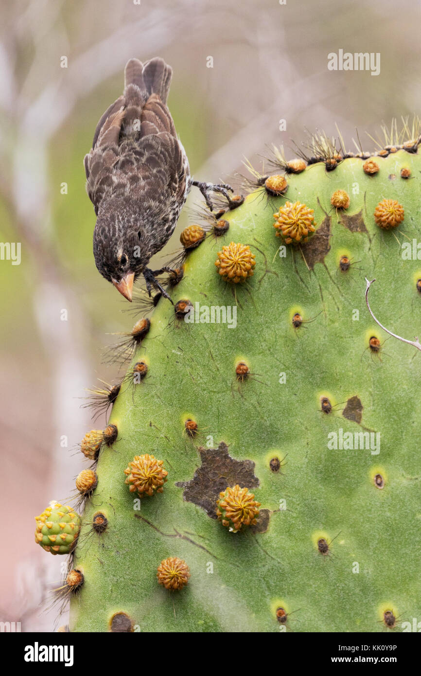 Finch di Darwins - il finch comune di Cactus, ( Geospiza scandens ), sul cactus, sull'isola di Rabida, sulle isole di Galapagos Foto Stock