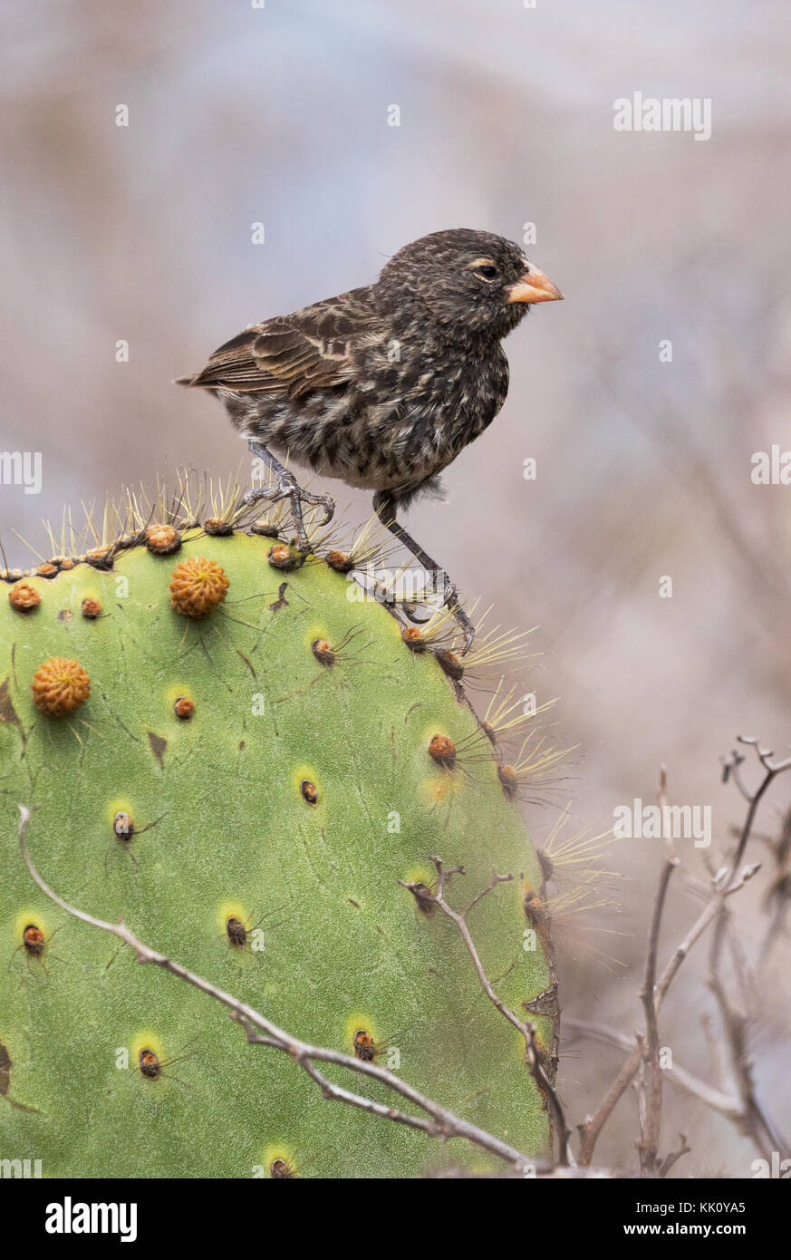 Finch di Darwins - il finch comune di Cactus, ( Geospiza scandens ), sul cactus, sull'isola di Rabida, sulle isole di Galapagos Foto Stock