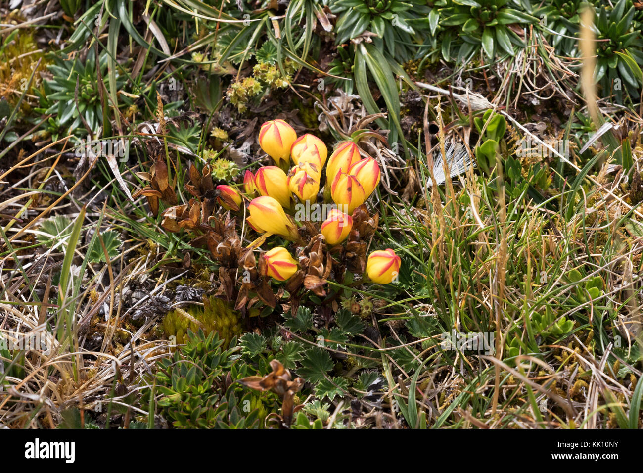 Gentianella hirculus, specie in via di estinzione di impianti confinati in Ecuador, producendo fiori rossi e gialli; Parco Nazionale El Cajas, Ecuador America del Sud Foto Stock