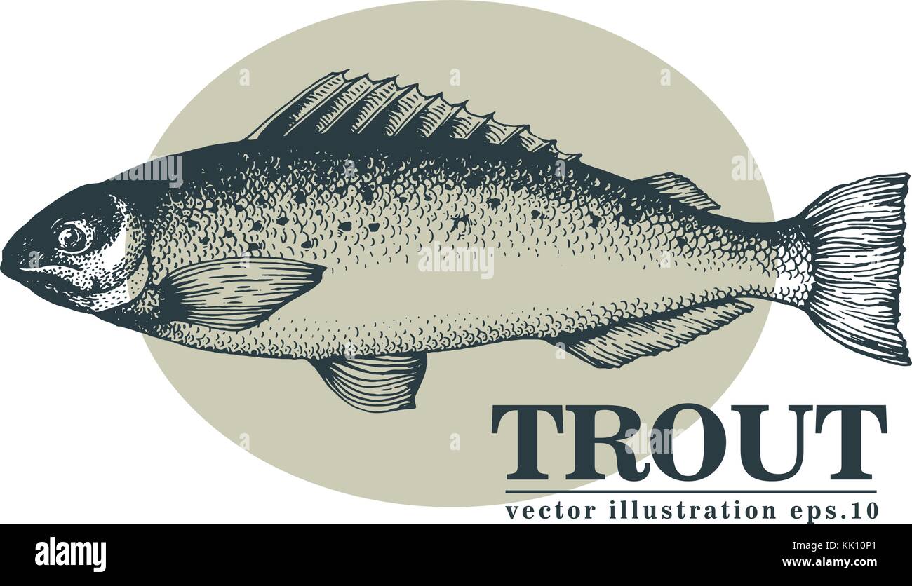 Mano bozzetto seafood vettore illustrazione vintage di trote pesce. possono essere utilizzare per il menu o la progettazione di packaging. inciso. stile retrò illustratio salmone Illustrazione Vettoriale