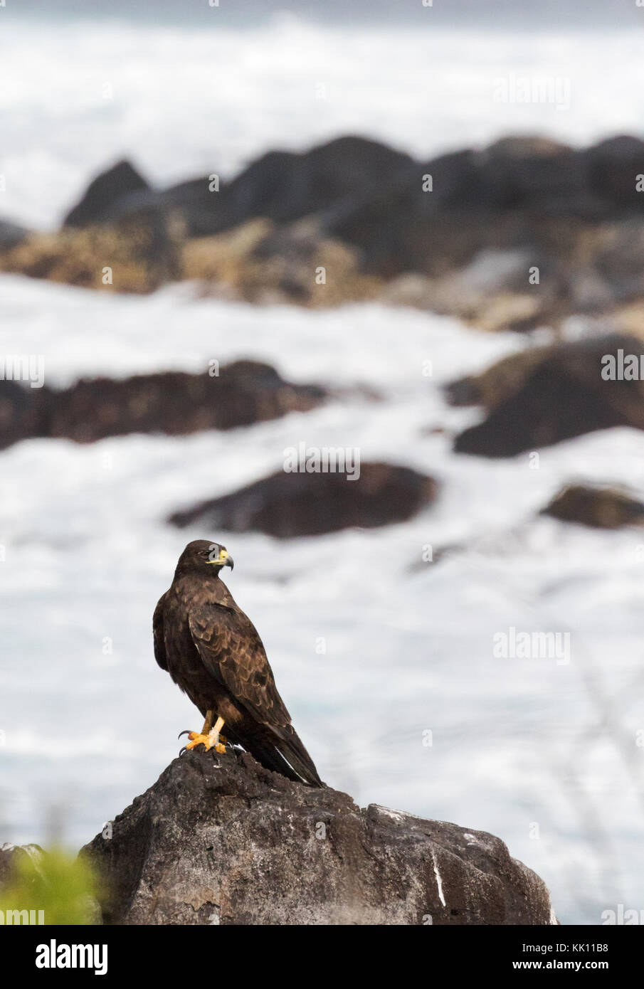 Le Galapagos Hawk, ( Buteo galapagoensis ), contro le onde, all'Isola Espanola, Isole Galapagos, Ecuador America del Sud Foto Stock