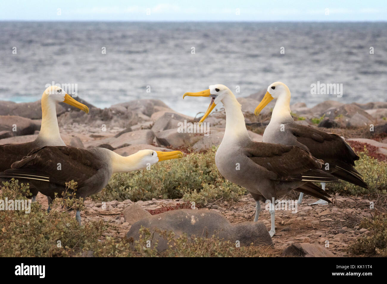 Due coppie di Galápagos Albatross o sventolato Albatross di eseguire un saluto danza, all'Isola Espanola, Isole Galapagos, Ecuador America del Sud Foto Stock