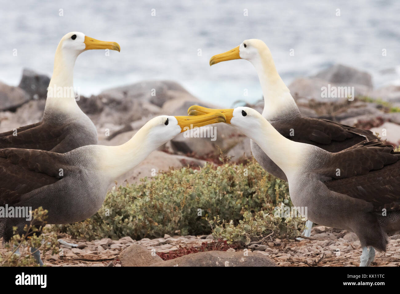 Due coppie di Galápagos Albatross o sventolato Albatross di eseguire un saluto danza, all'Isola Espanola, Isole Galapagos, Ecuador America del Sud Foto Stock