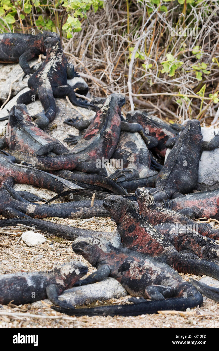 Marine Iguanas ( Amblyrhynchus cristatus ) - un gruppo sull'isola di Espanola, isole Galapagos Foto Stock