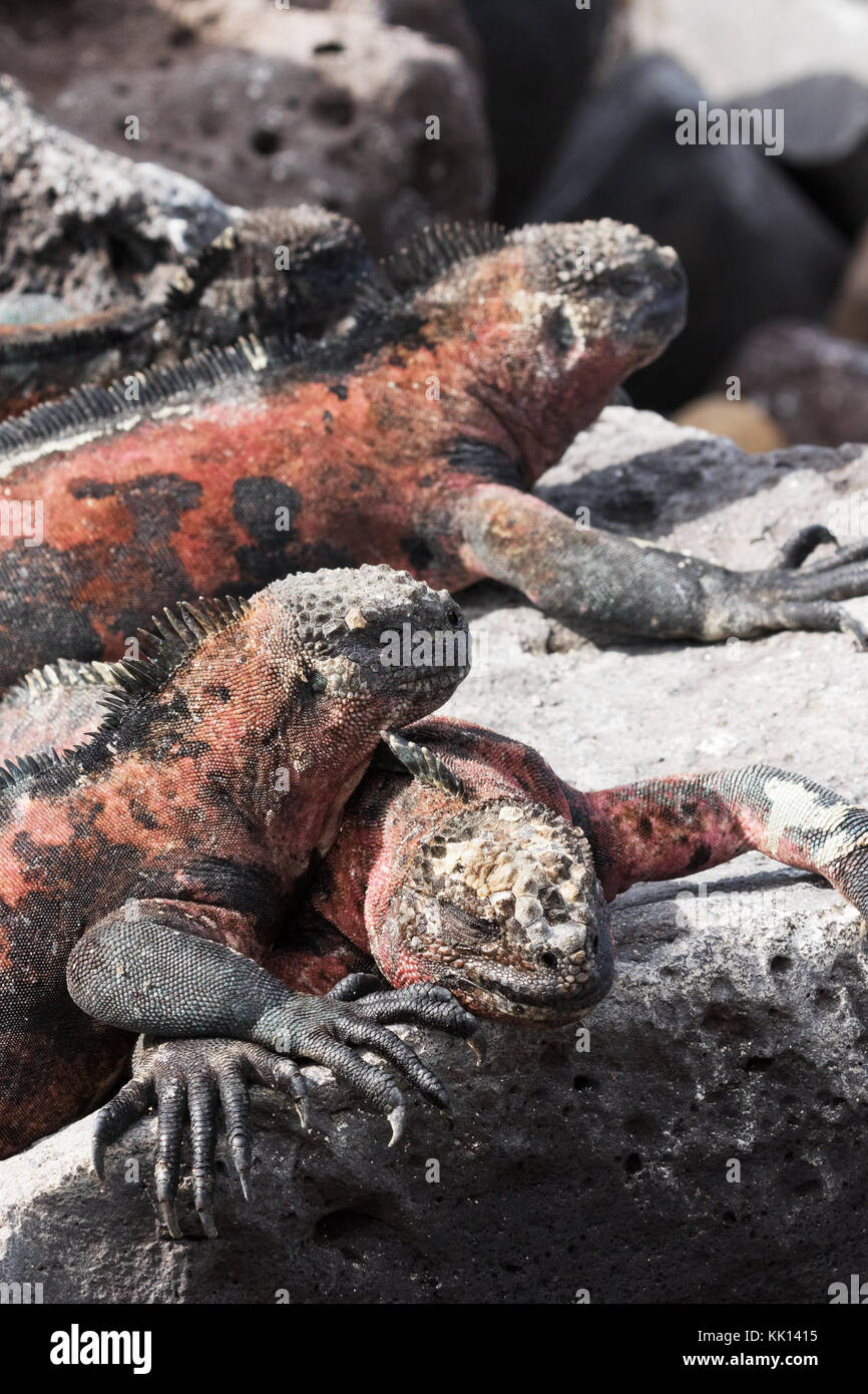 Marine Iguanas ( Amblyrhynchus cristatus ) - un gruppo sull'isola di Espanola, isole Galapagos Foto Stock