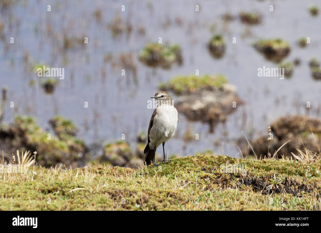 Un Plain-Capped Ground-Tyrant bird, ( Muscisaxicola alpinus ), Ecuador America del Sud Foto Stock