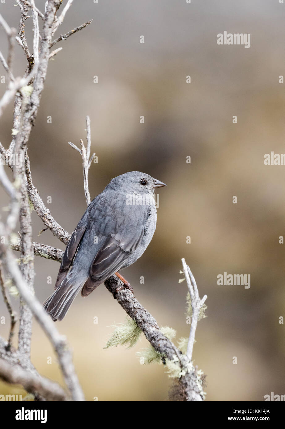 Plumbeous Sierra Finch bird ( Phrygilus unicolor ), maschio adulto, Parco Nazionale Cajas, Ecuador, Sud America Foto Stock