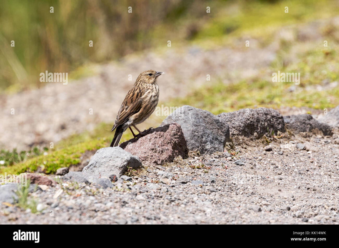 Plumbeous Sierra Finch bird ( Phrygilus unicolor ), femmina adulta, Parco Nazionale Cajas, Ecuador, Sud America Foto Stock