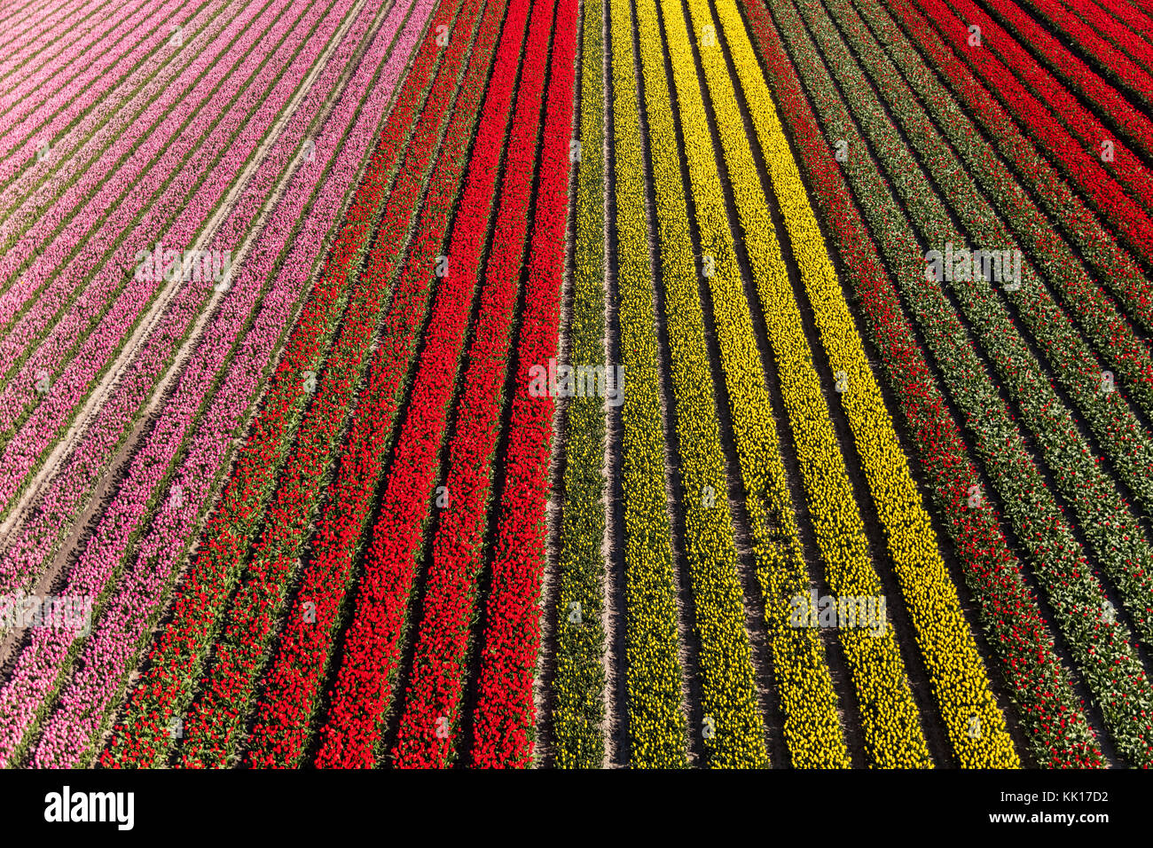 Vista aerea dei campi di tulipani in Olanda settentrionale, paesi bassi Foto Stock