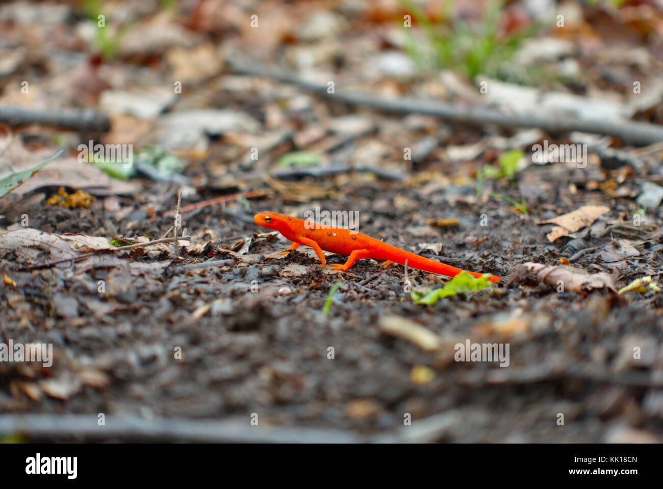 Salamander colorato vicino al fiume Susquehanna in Pennsylvania, Stati Uniti Foto Stock