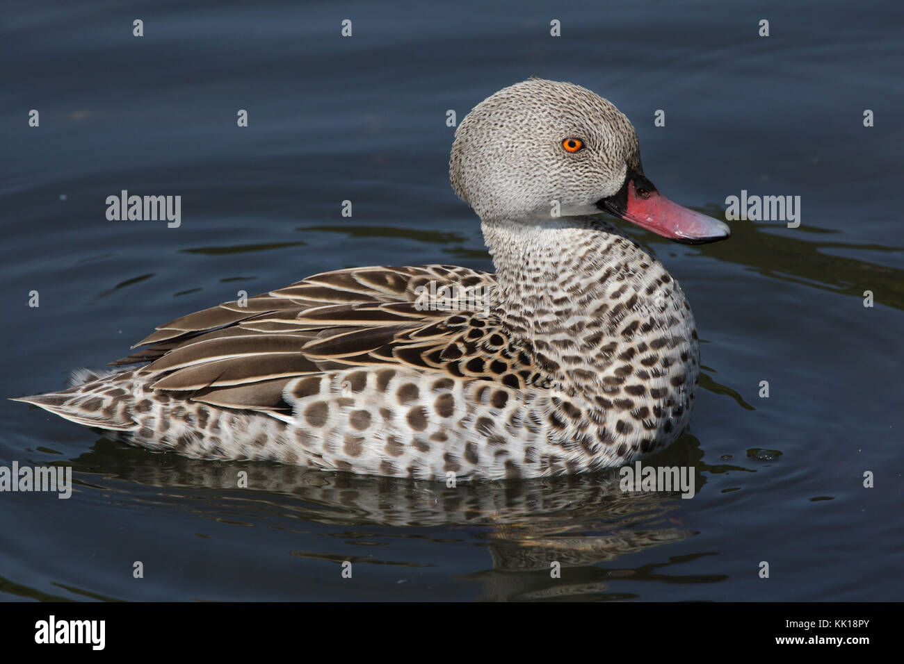 Capo teal (Anas capensis). Foto Stock