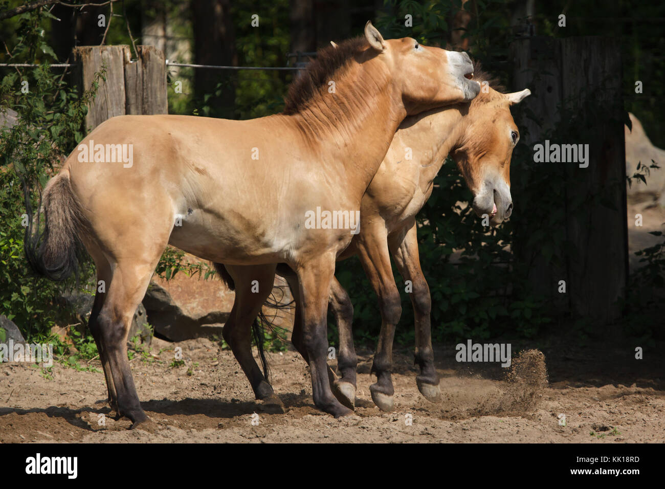 Cavallo di Przewalski (Equus ferus przewalskii), noto anche come asiatici al cavallo selvaggio a Lipsia Zoo di Lipsia, in Sassonia, Germania. Foto Stock