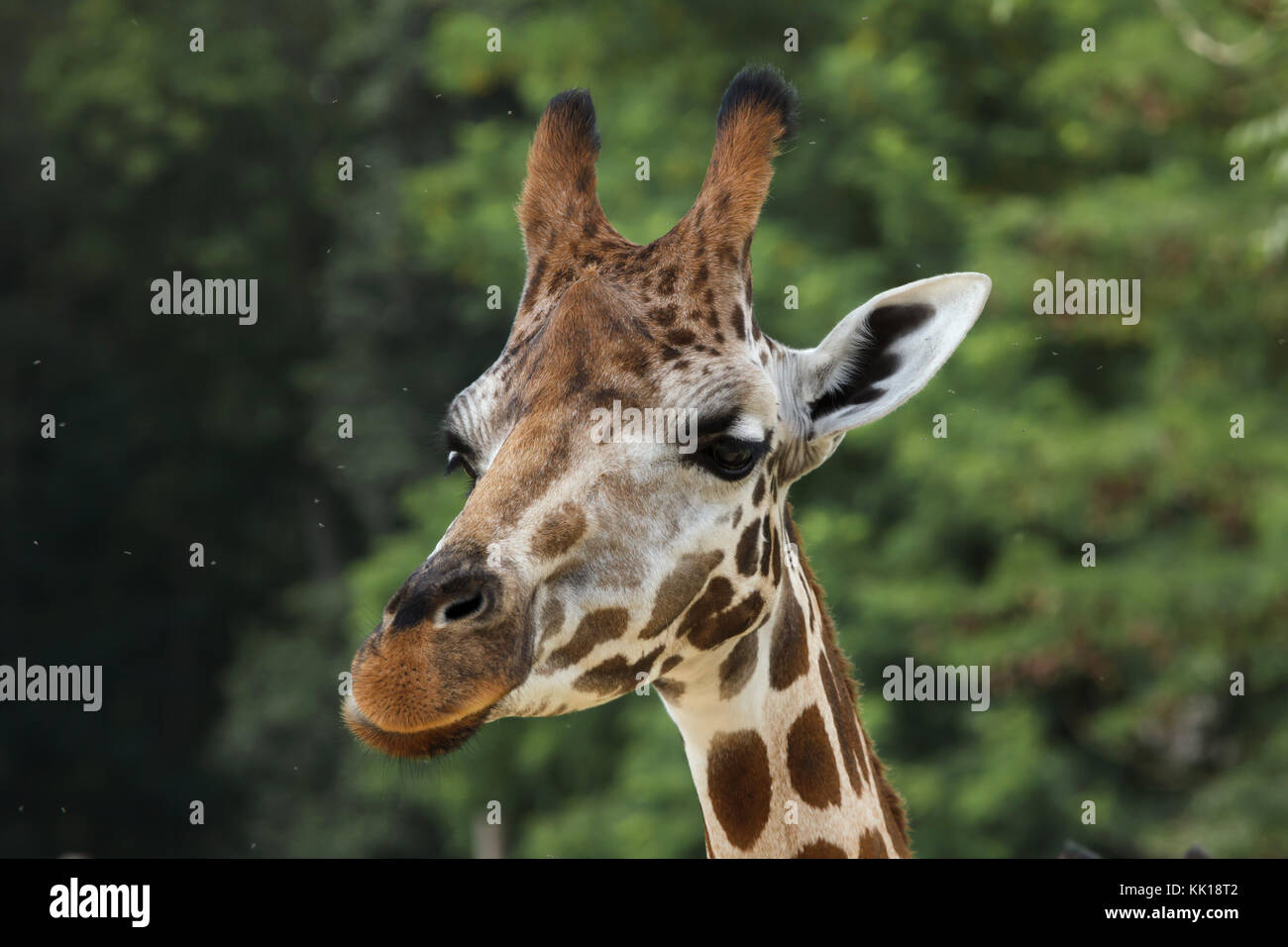 La Rothschild giraffe (Giraffa camelopardalis rothschildi). Foto Stock