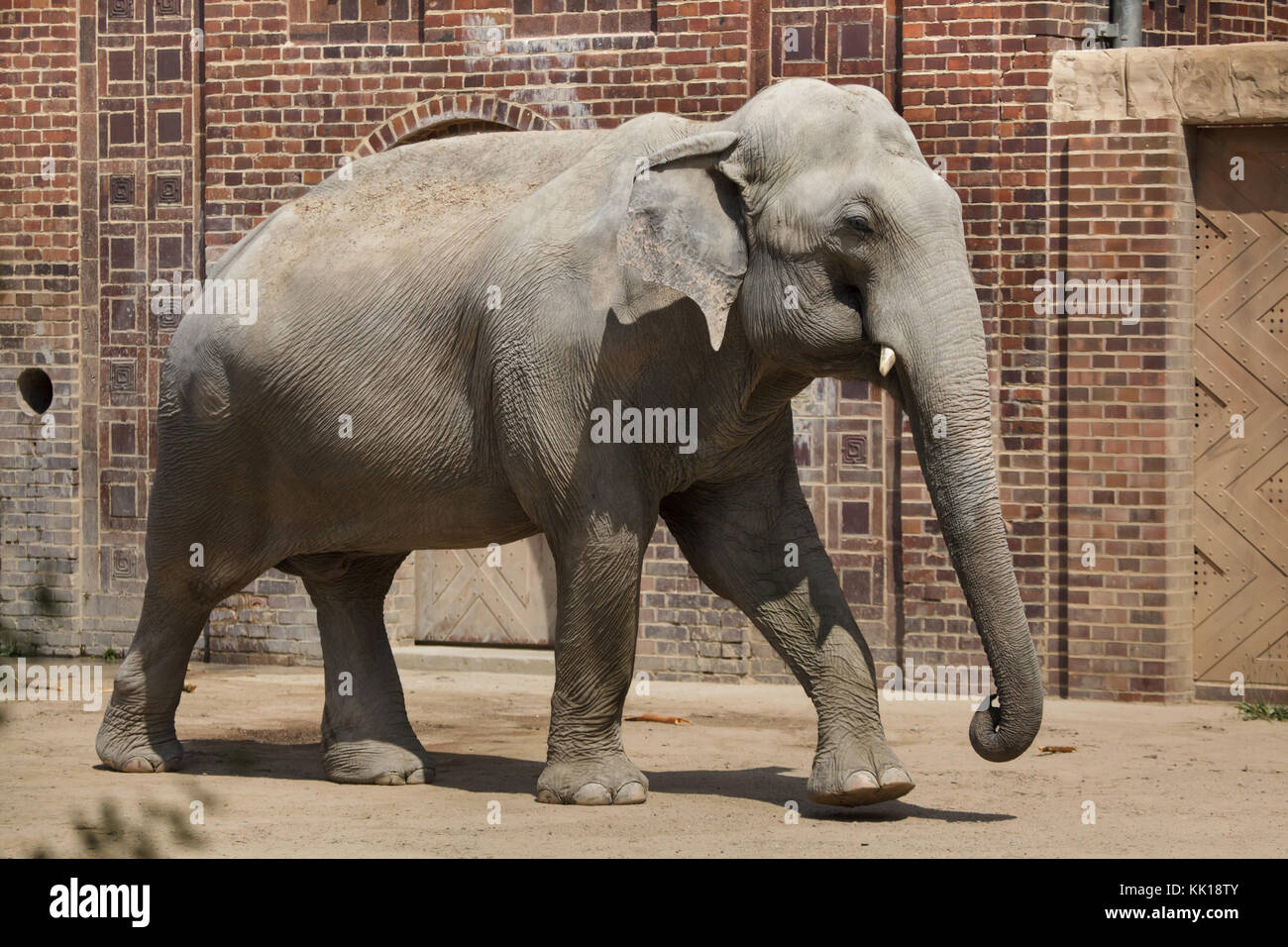 L'elefante indiano (Elephas maximus indicus) a Lipsia Zoo di Lipsia, in Sassonia, Germania. Foto Stock
