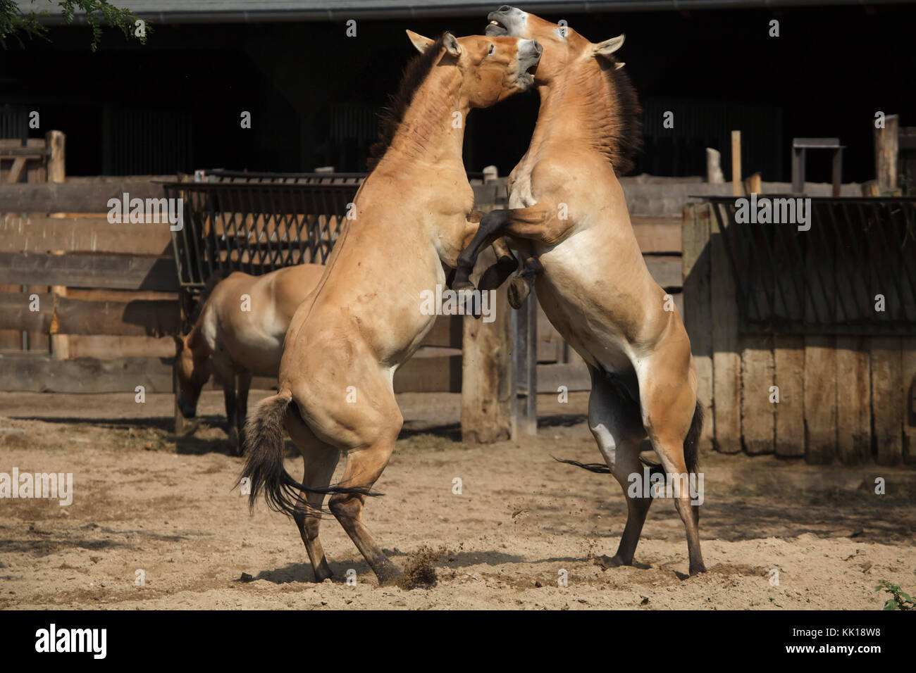 Cavallo di Przewalski (Equus ferus przewalskii), noto anche come asiatici al cavallo selvaggio a Lipsia Zoo di Lipsia, in Sassonia, Germania. Foto Stock