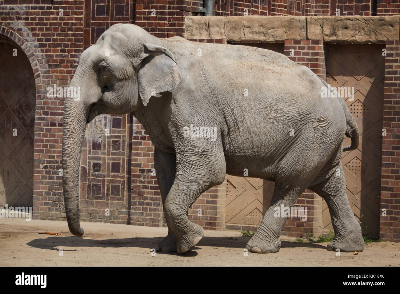 L'elefante indiano (Elephas maximus indicus) a Lipsia Zoo di Lipsia, in Sassonia, Germania. Foto Stock