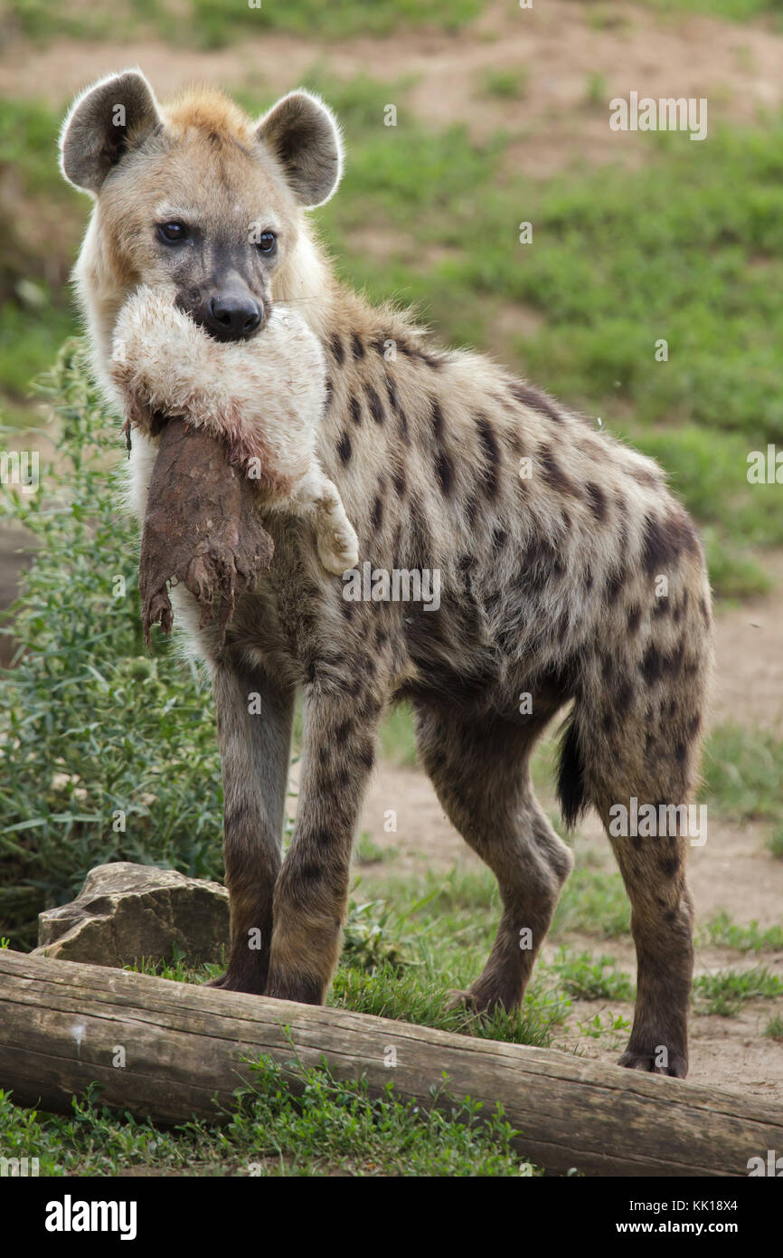 Spotted hyena (Crocuta crocuta), noto anche come il ridere iena. Foto Stock