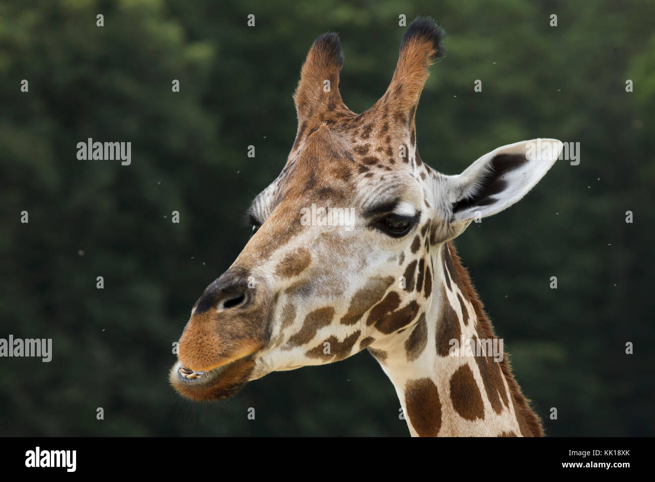 La Rothschild giraffe (Giraffa camelopardalis rothschildi). Foto Stock