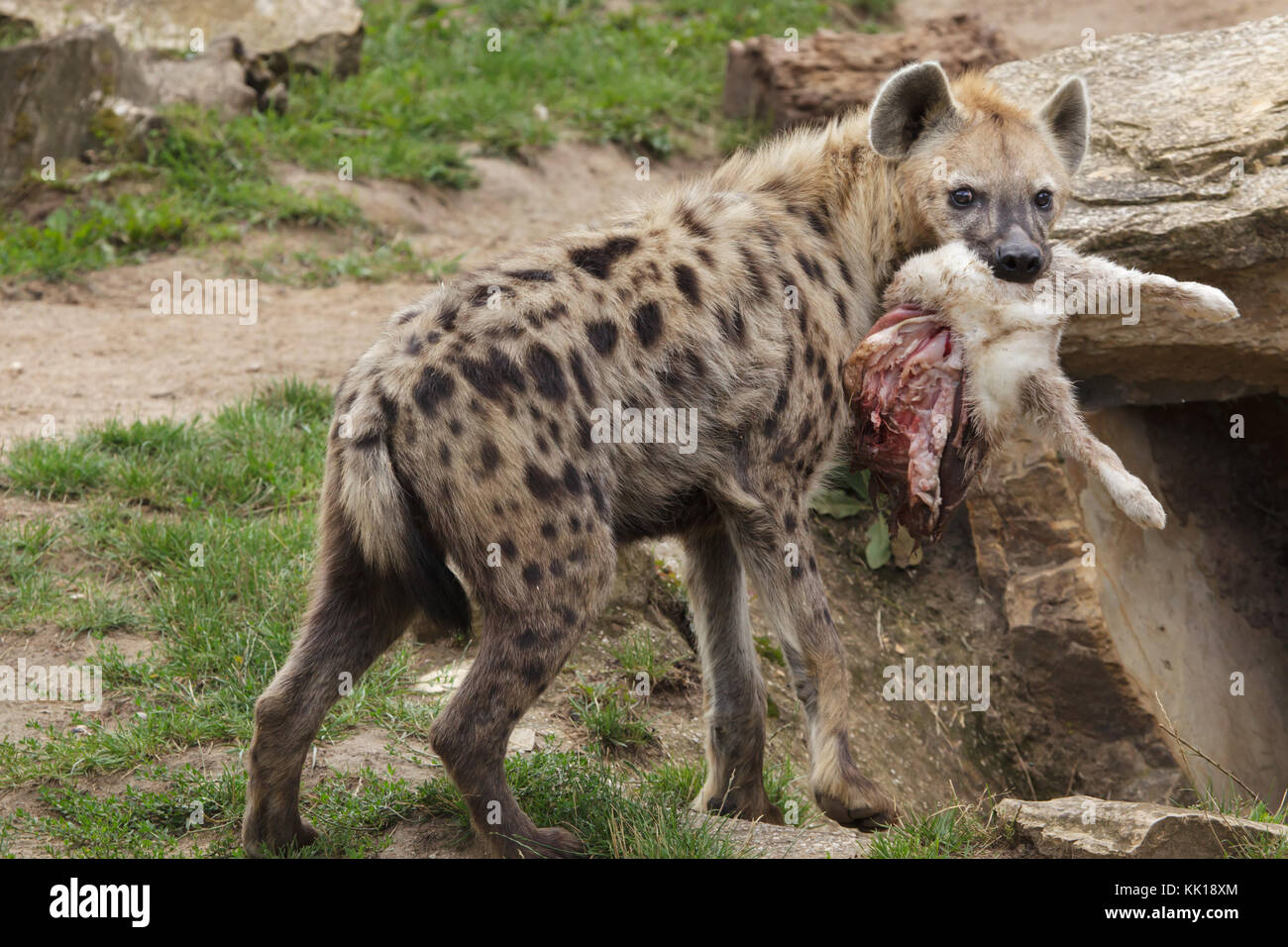 Spotted hyena (Crocuta crocuta), noto anche come il ridere iena. Foto Stock