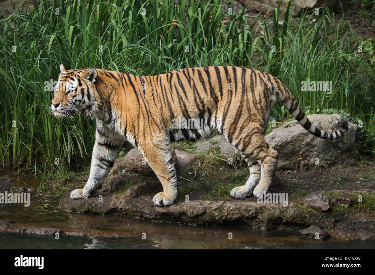 Tigre Siberiana (Panthera tigris altaica), noto anche come la tigre di Amur. Foto Stock