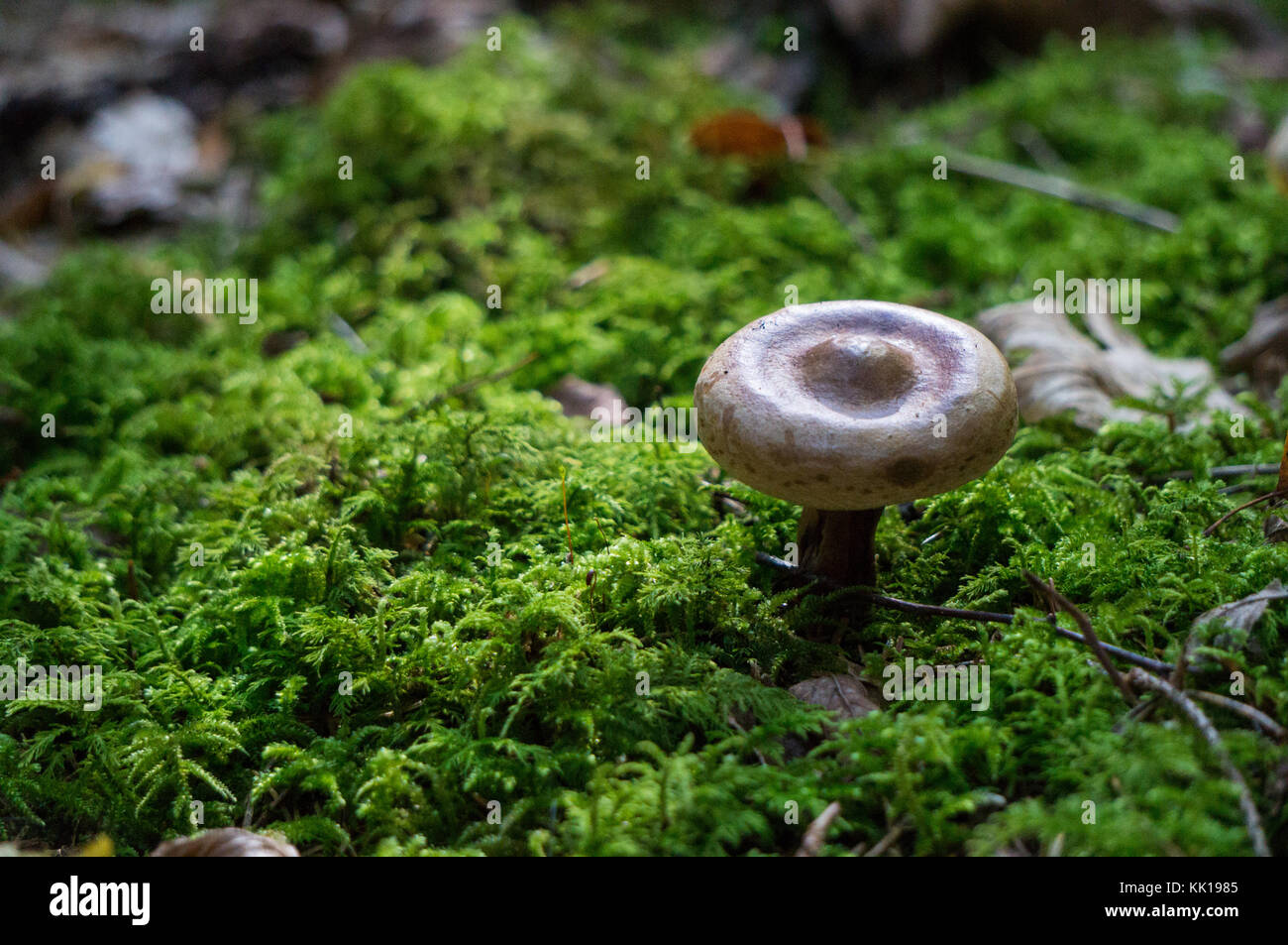 Macro di funghi selvatici che crescono in una patch di moss Foto Stock