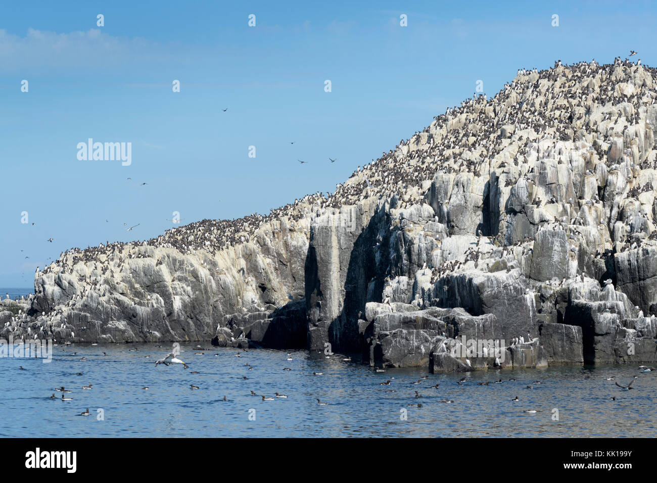 Comune di guillemot (uria aalge), l'allevamento di colonie su una scogliera, farne islands, Northumberland, Inghilterra, Regno Unito. Foto Stock