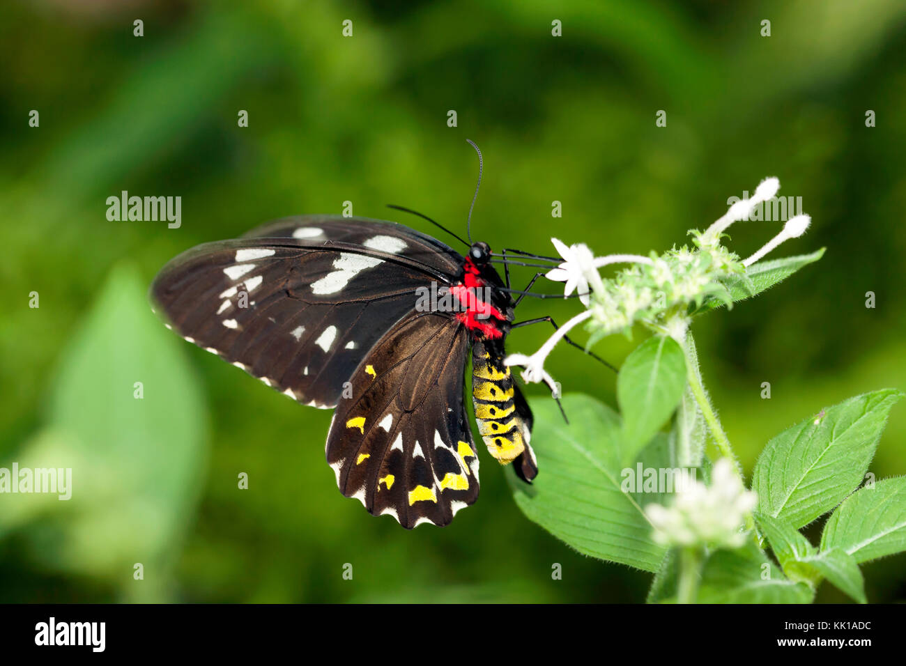 Close-up di una femmina di cairns birdwing butterfly alimentazione su un fiore, nel Santuario della Farfalle Australiano, kuranda, Queensland. Foto Stock