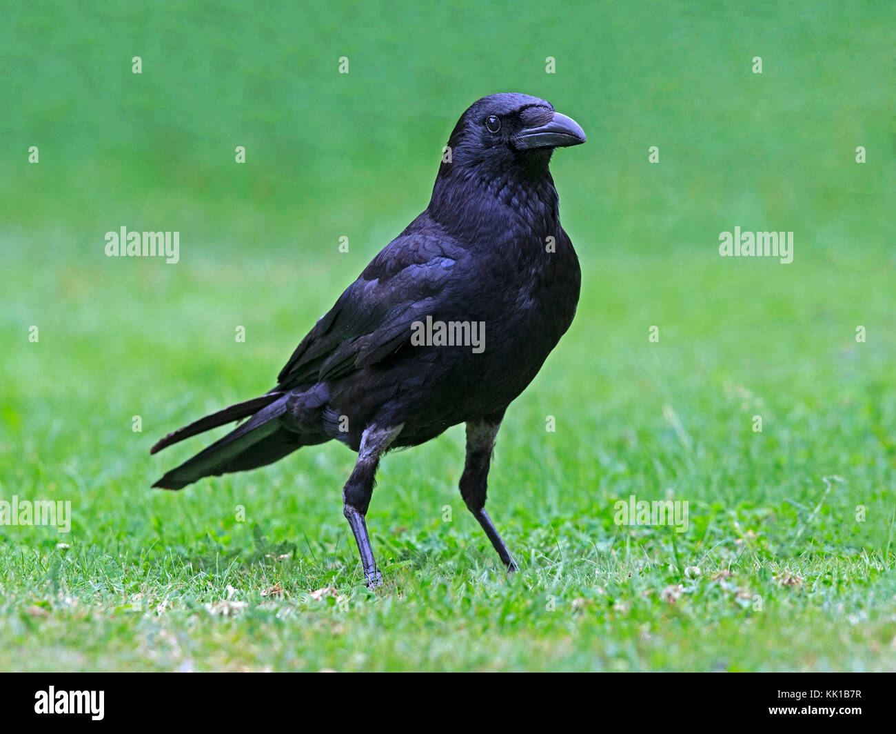 Carrion crow stando a terra Foto Stock