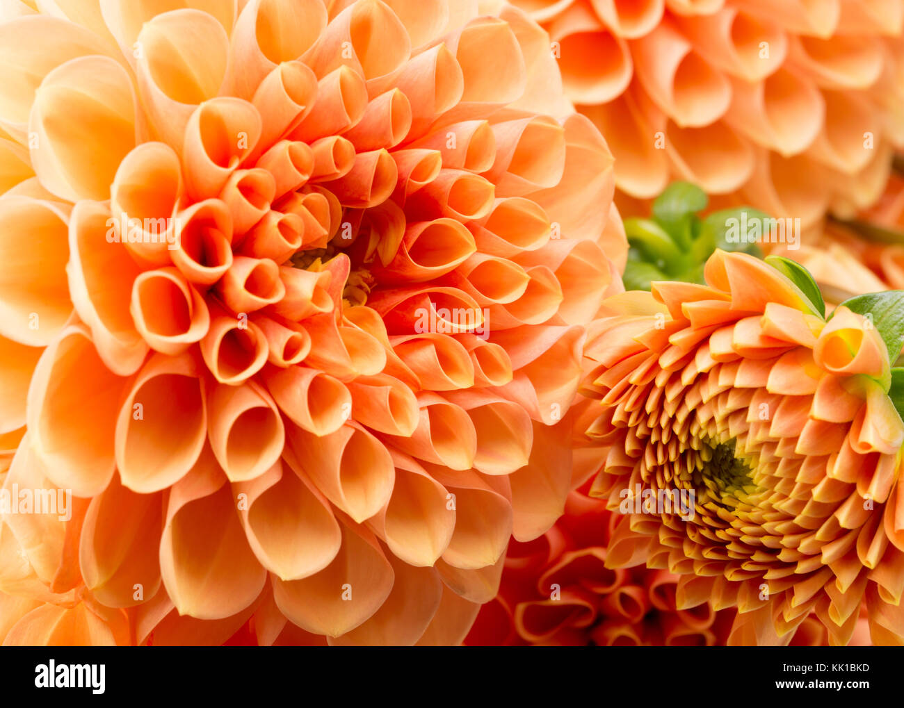 Close up di crisantemi. Foto Stock