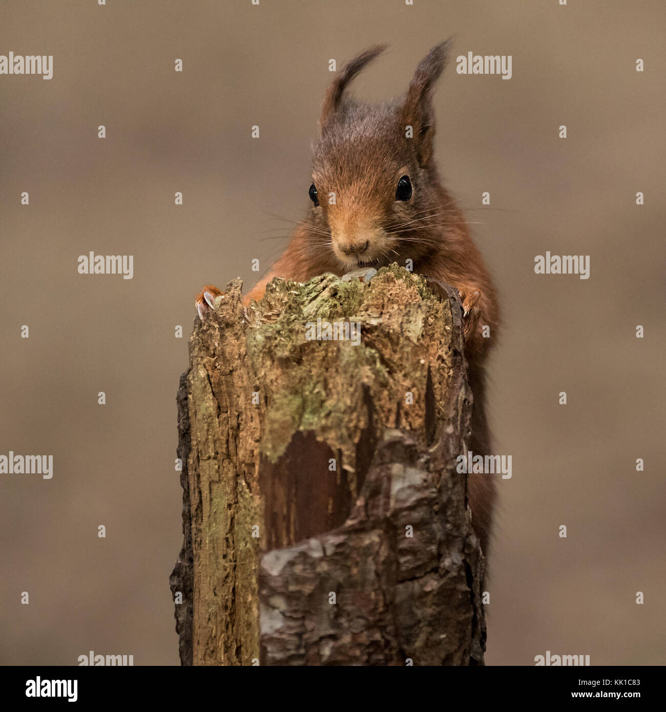 Red scoiattolo (Sciurus vulgaris) foresta in Formby, Southport, Merseyside, Regno Unito Foto Stock