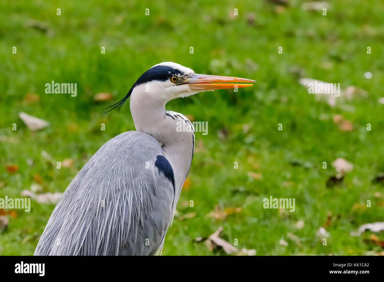 Adult Grey Heron (Ardea cinerea) in piedi nel prato. Solna, Svezia. Foto Stock