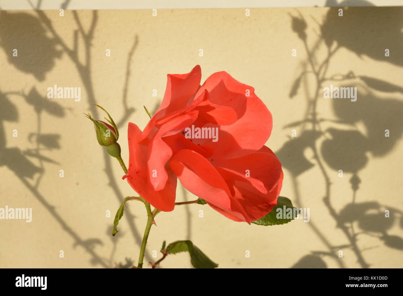 Rose e shadow 2 Foto Stock