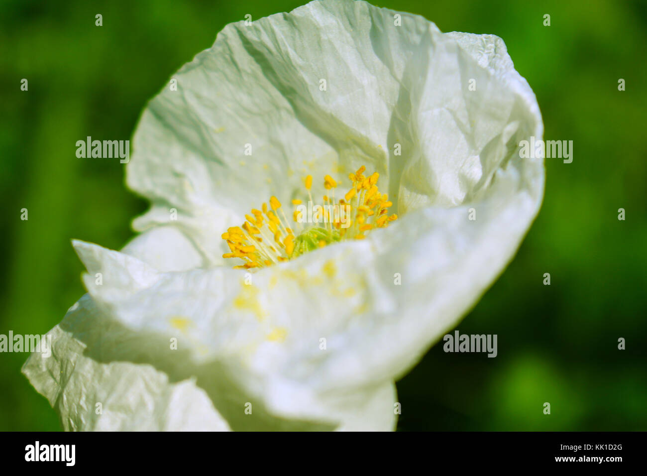 Un semplice primo piano di una rara e bella pianta di papavero bianco. Foto Stock Un semplice primo piano di una rara e bella pianta di papavero bianco. Foto Stock