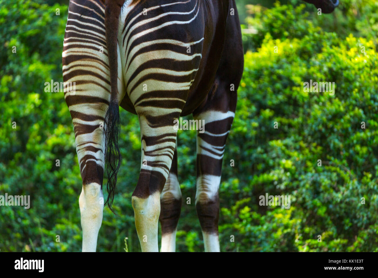 Okapi (Okapia johnstoni), foresta giraffe o zebra giraffe Foto Stock