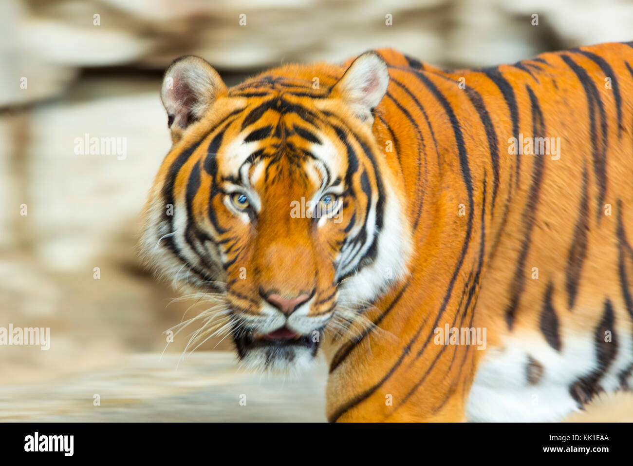 La tigre indocinese (Panthera tigris corbetti) Foto Stock