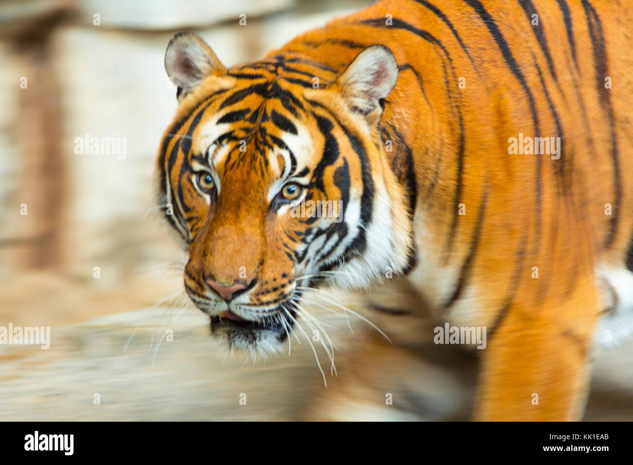 La tigre indocinese (Panthera tigris corbetti) Foto Stock