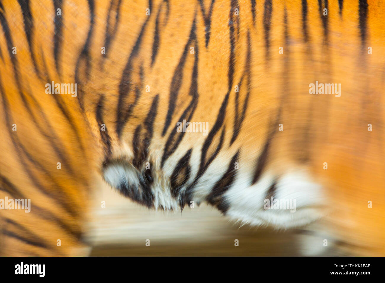 La tigre indocinese (Panthera tigris corbetti) Foto Stock