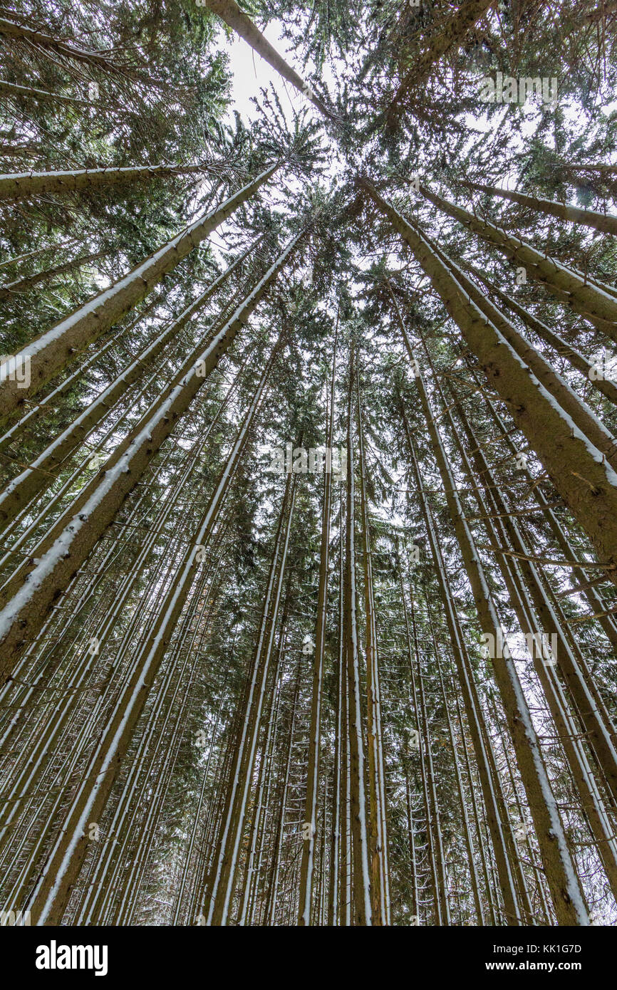 Vista dal basso in prospettiva naturale della foresta di conifere in inverno lungo gli alberi di trunk Foto Stock